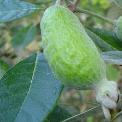 Frutas exticas